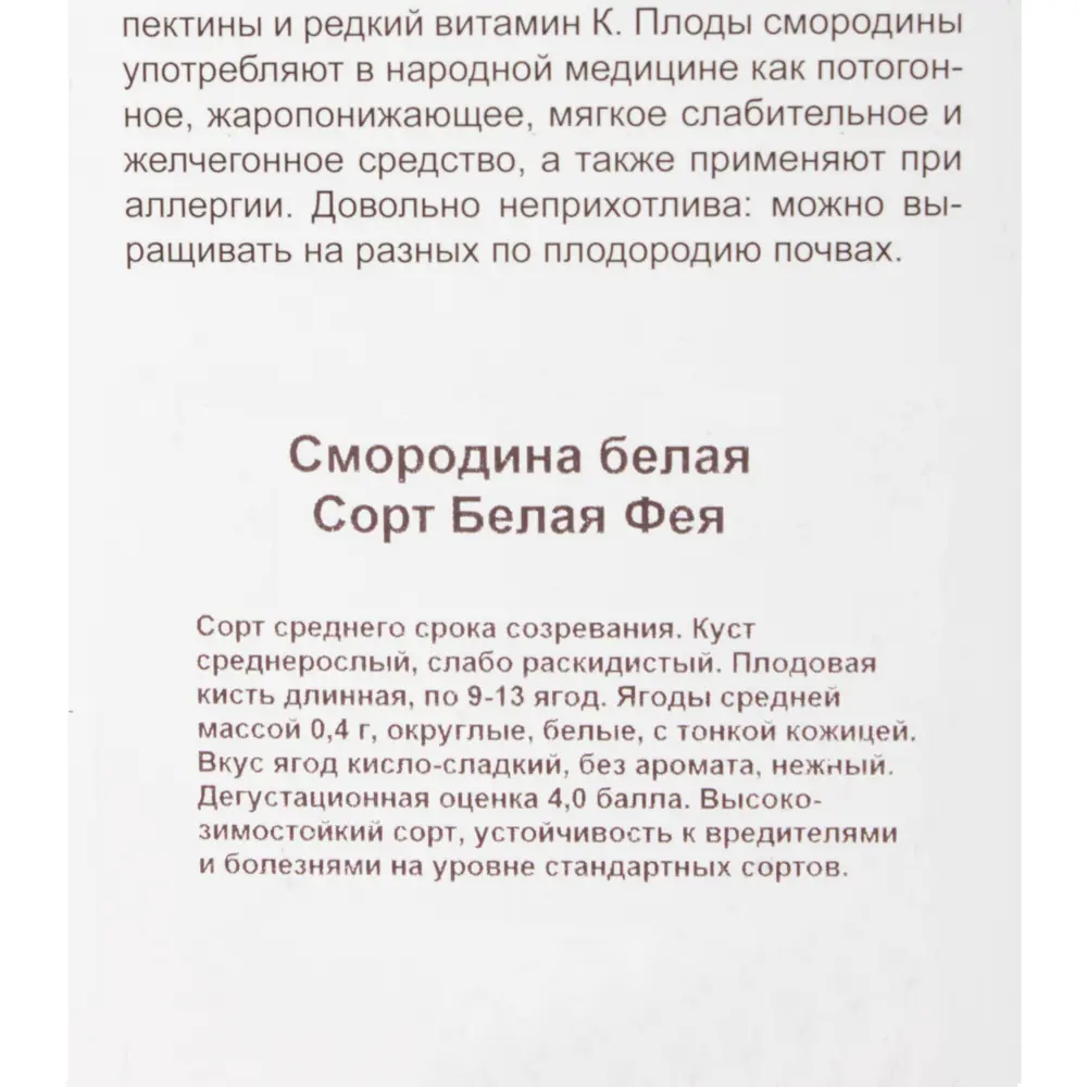 Смородина белая «Белая Фея» (перспективный сорт) 81951328 STLM-2042954 Santreyd  - Вид №3