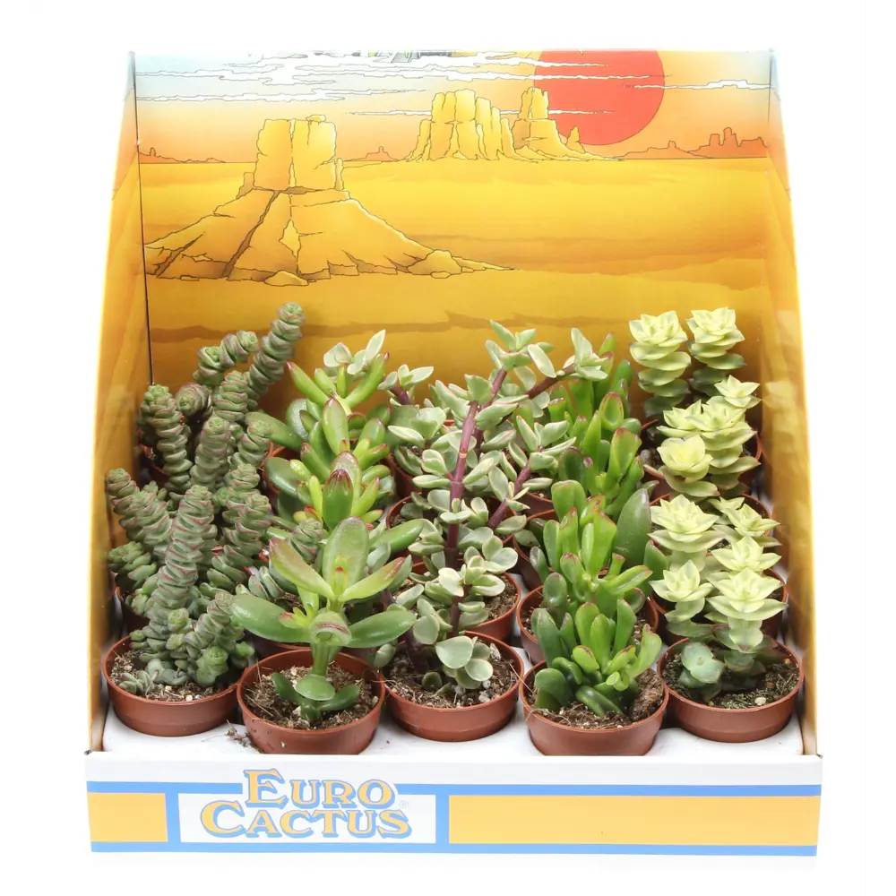 Крассула микс - комнатный суккулент в горшке ø5.5 см 89434676 Santreyd STLM-1585120