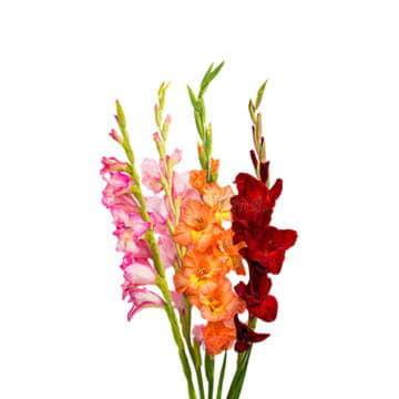 Гладиолус гр микс 90 см Santreyd 23867 - Вид №1