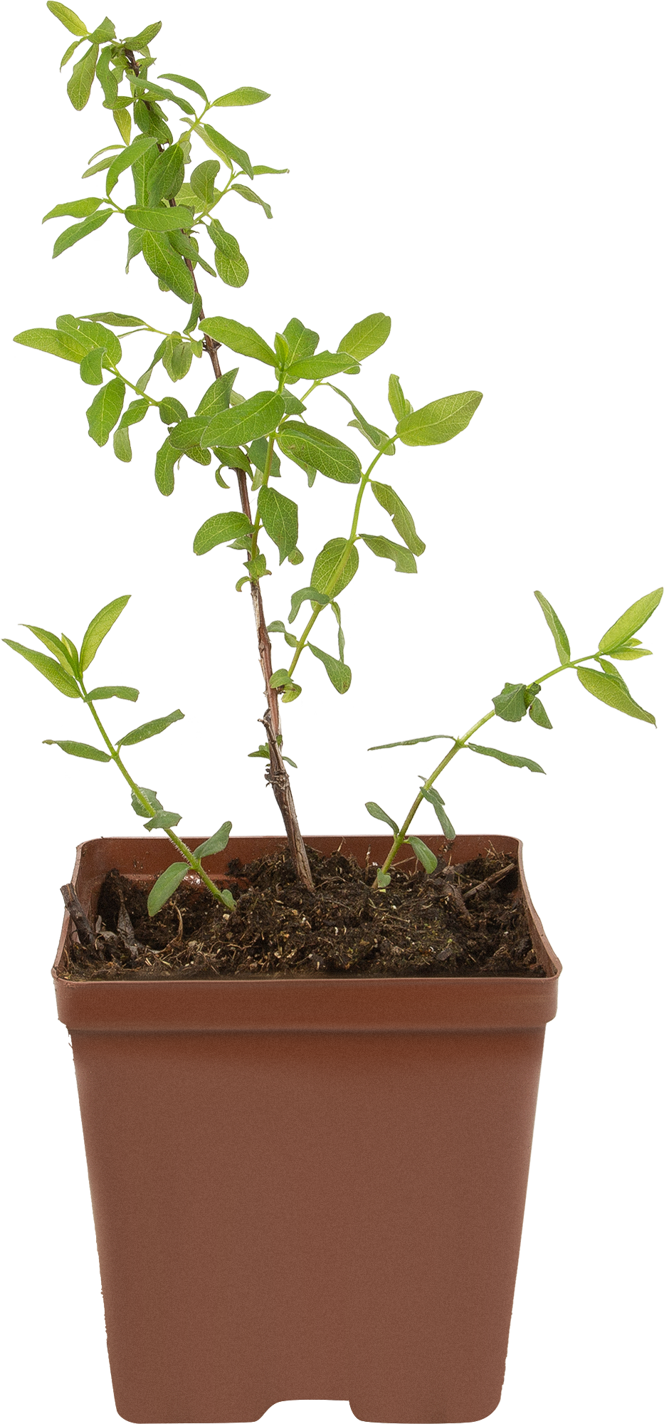 Саженец жимолости Бажовская - плодовый кустарник для сада 85607975 Santreyd STLM-0064579 - Вид №1