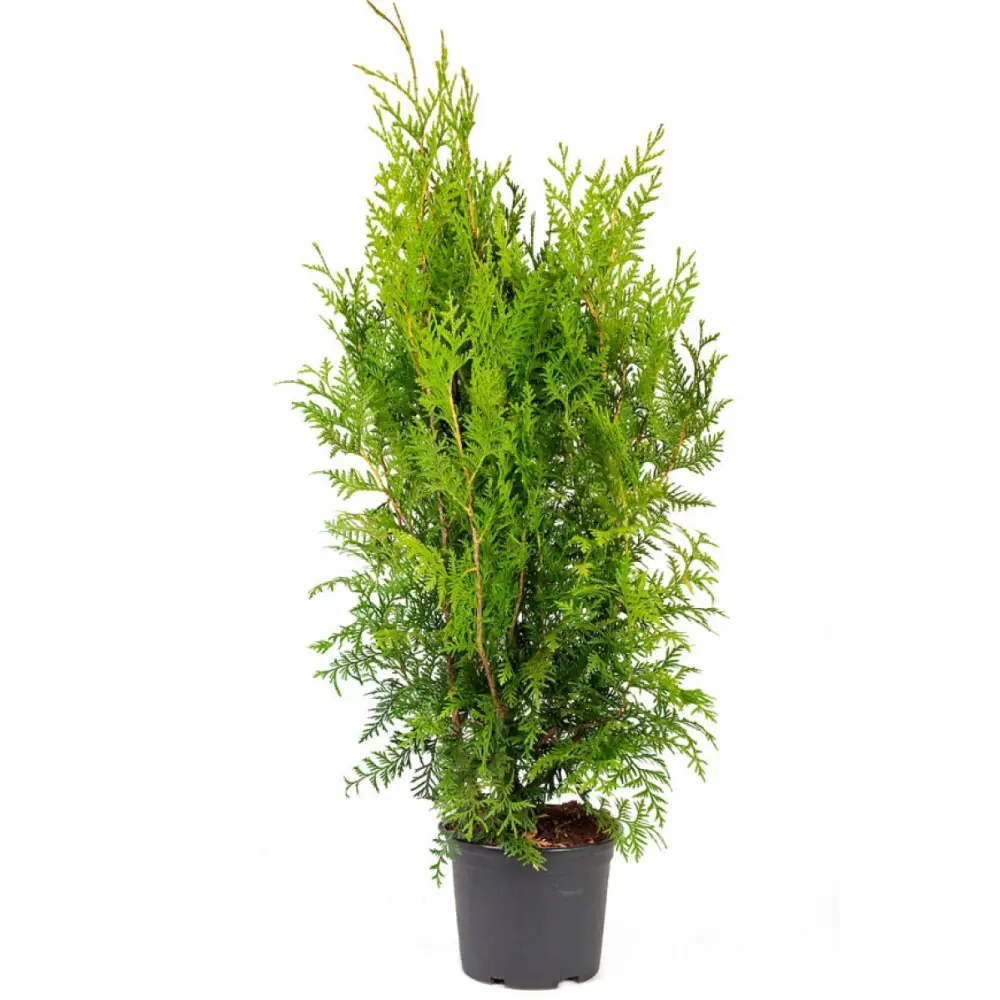 Туя западная Брабант ø35 h160 - 180 см PLANTMARKET STLM-2129576