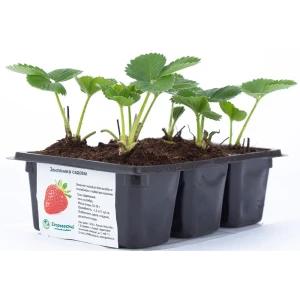 Земляника садовая h13 см