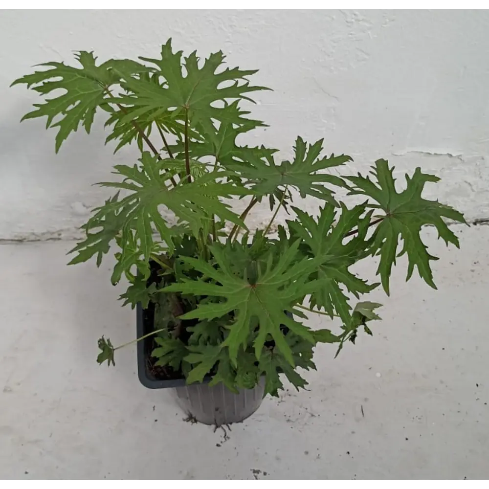 Бузульник микс Santreyd - многолетний цветущий акцент для тенистого сада 89372782 STLM-1322056