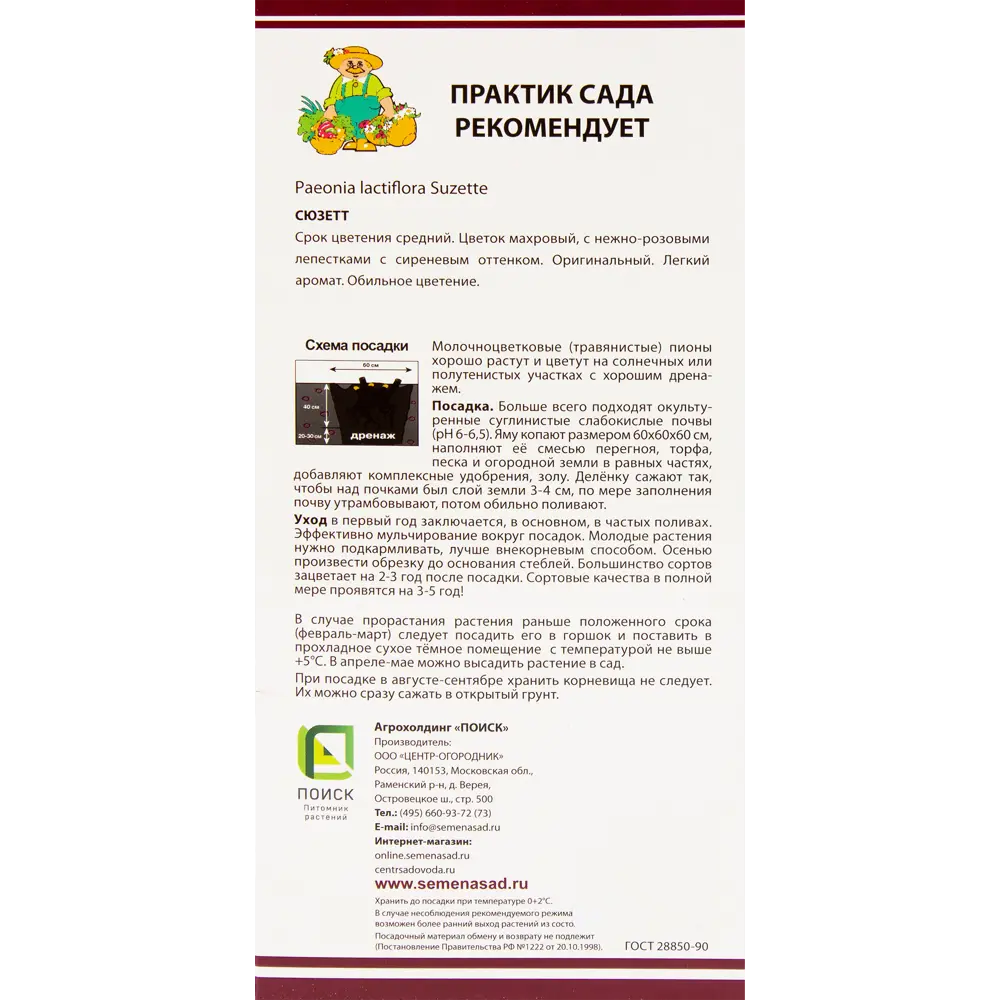 Пион молочноцветковый «Сюзетт», размер луковицы I Santreyd STLM-2092191 - Вид №2