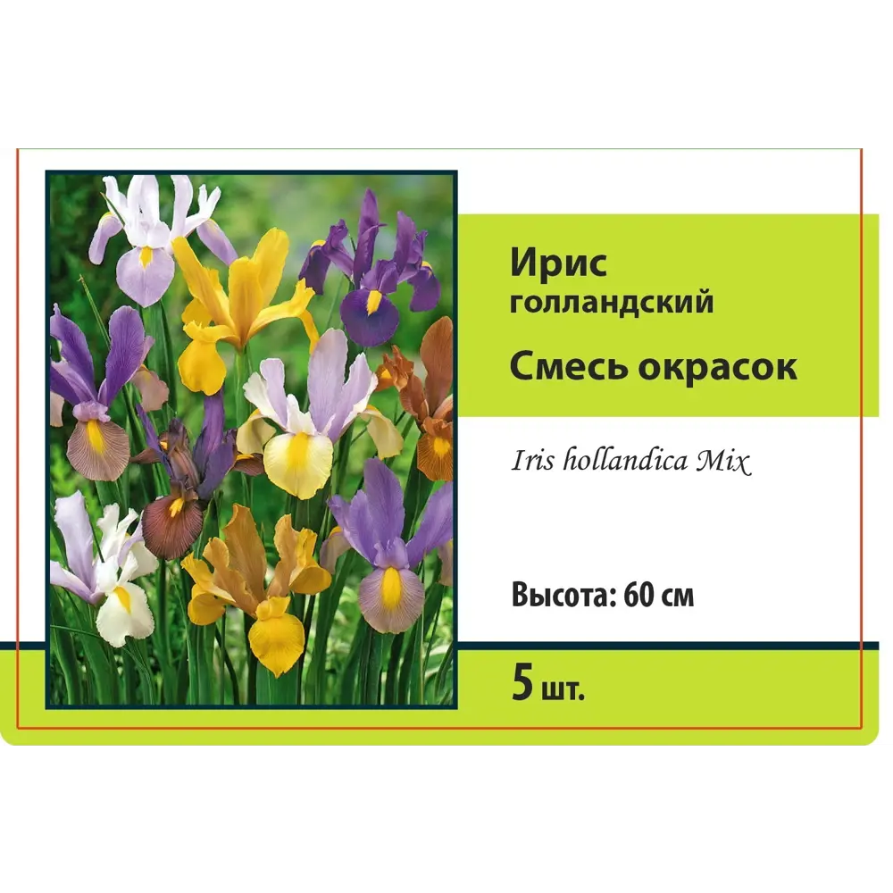 Ирис голландский микс 5 мм, 5 шт. 89396395 STLM-2090680 ПОИСК 