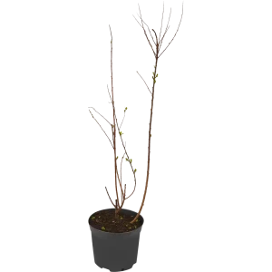 Спирея Билларда ø19 см h60-80 см 85087660 STLM-2064592