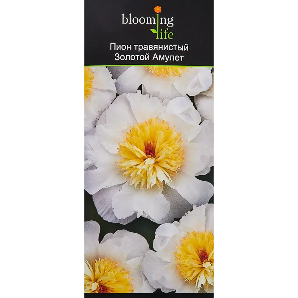Пион травянистый Золотой амулет в тубе BLOOMING LIFE STLM-2006861