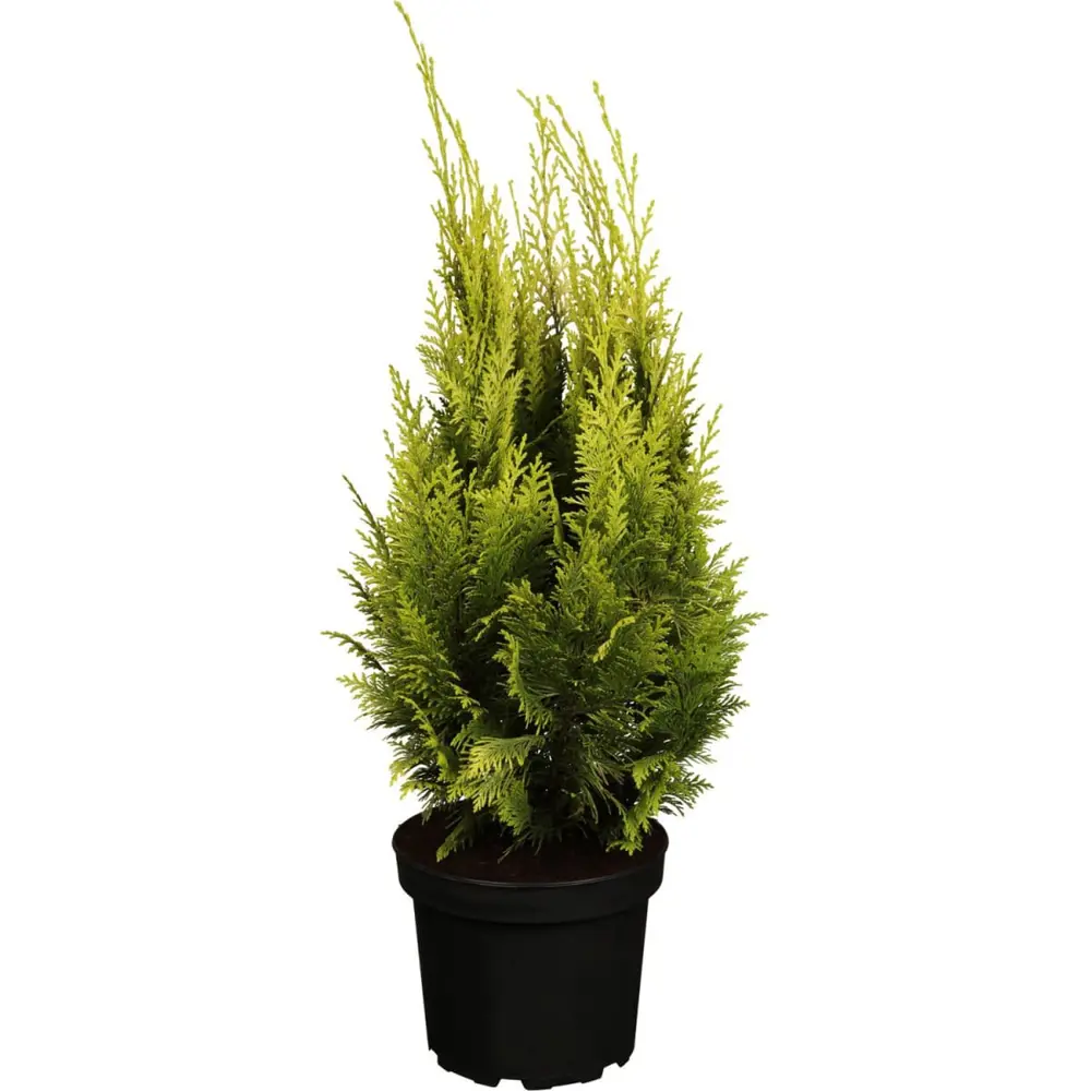 Кипарисовик лавсона Ивонне ø9 h20 см PLANTMARKET STLM-2073359