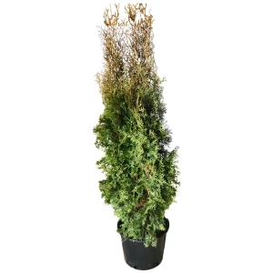 Туя западная Колумна h160 см