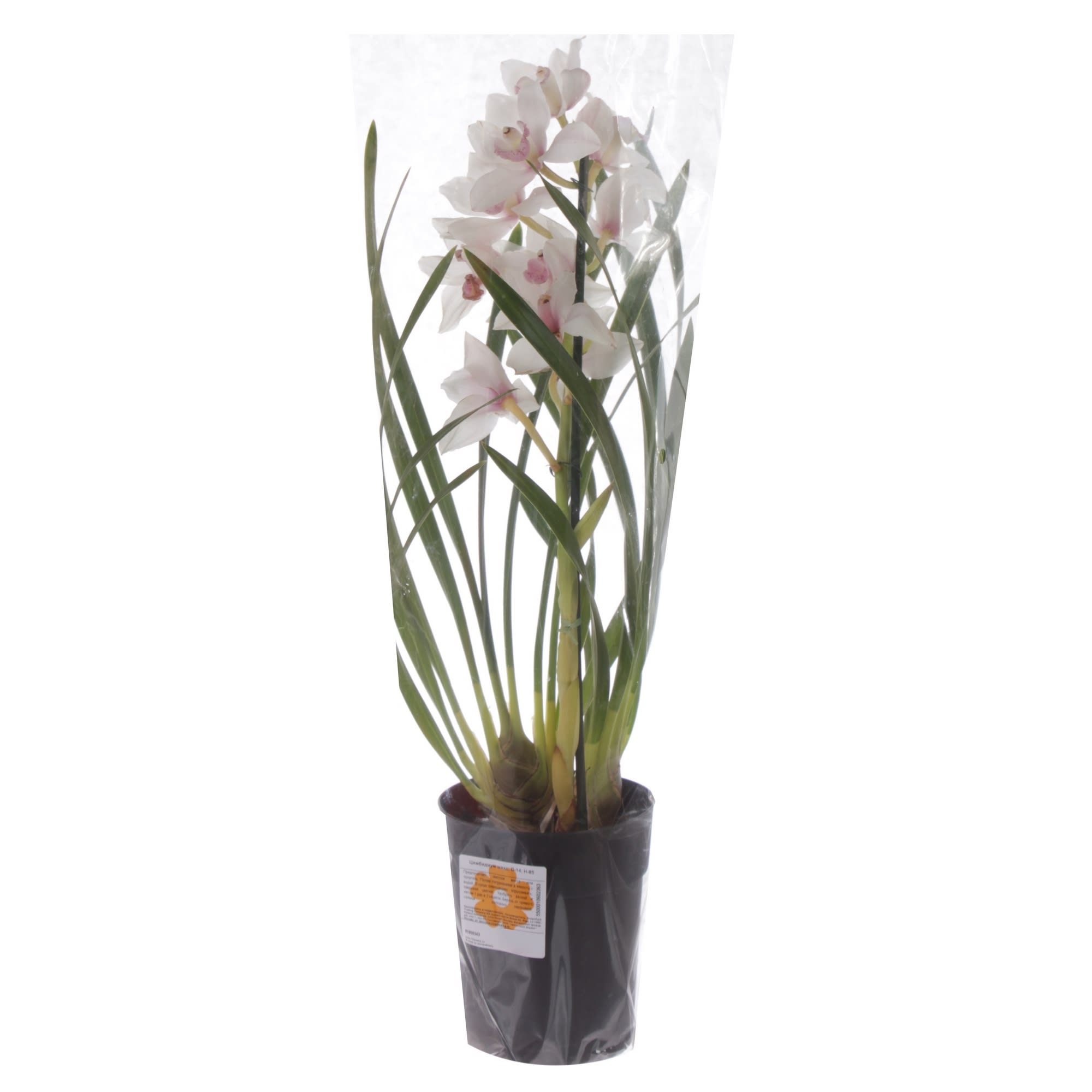 81959343 Орхидея Цимбидиум микс ø14 h85 см Santreyd  - Вид №2