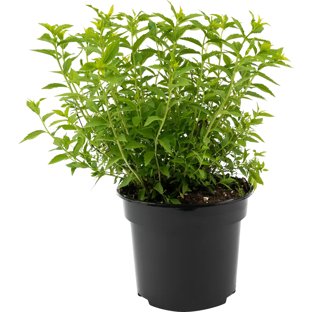 Спирея японская Albiflora - белоснежная цветущая рассада для сада 84841647 Santreyd STLM-1584002 - Вид №1