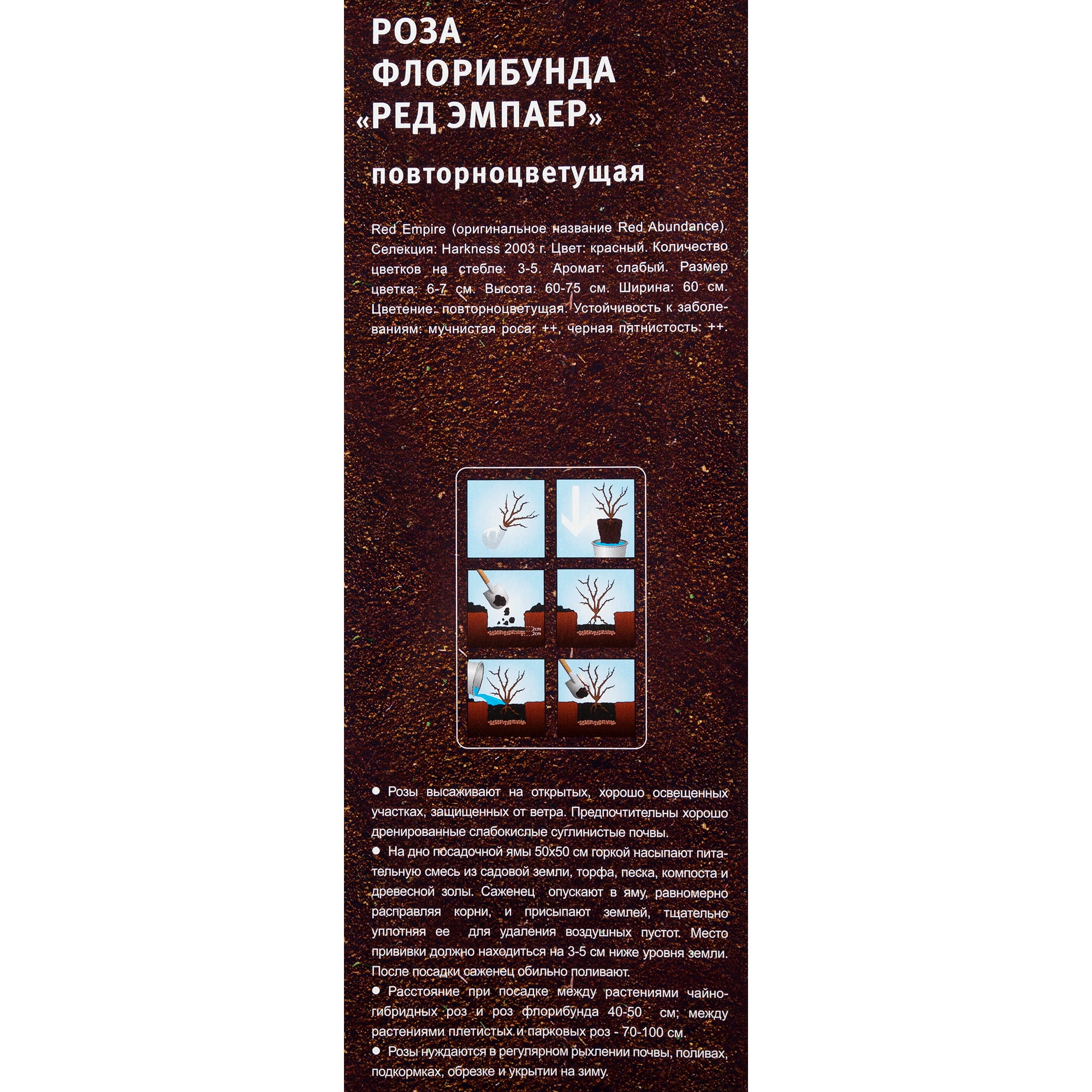 82142836 Роза флорибунда «Ред Эмпаер» в тубе Santreyd  - Вид №2