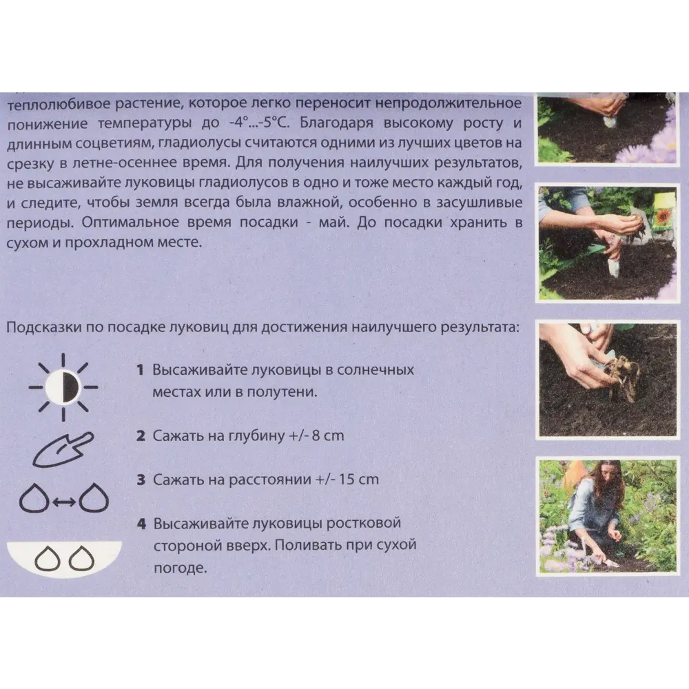 Гладиолус, смесь низких сортов, 8/10 81947247 STLM-2085441 Santreyd  - Вид №2