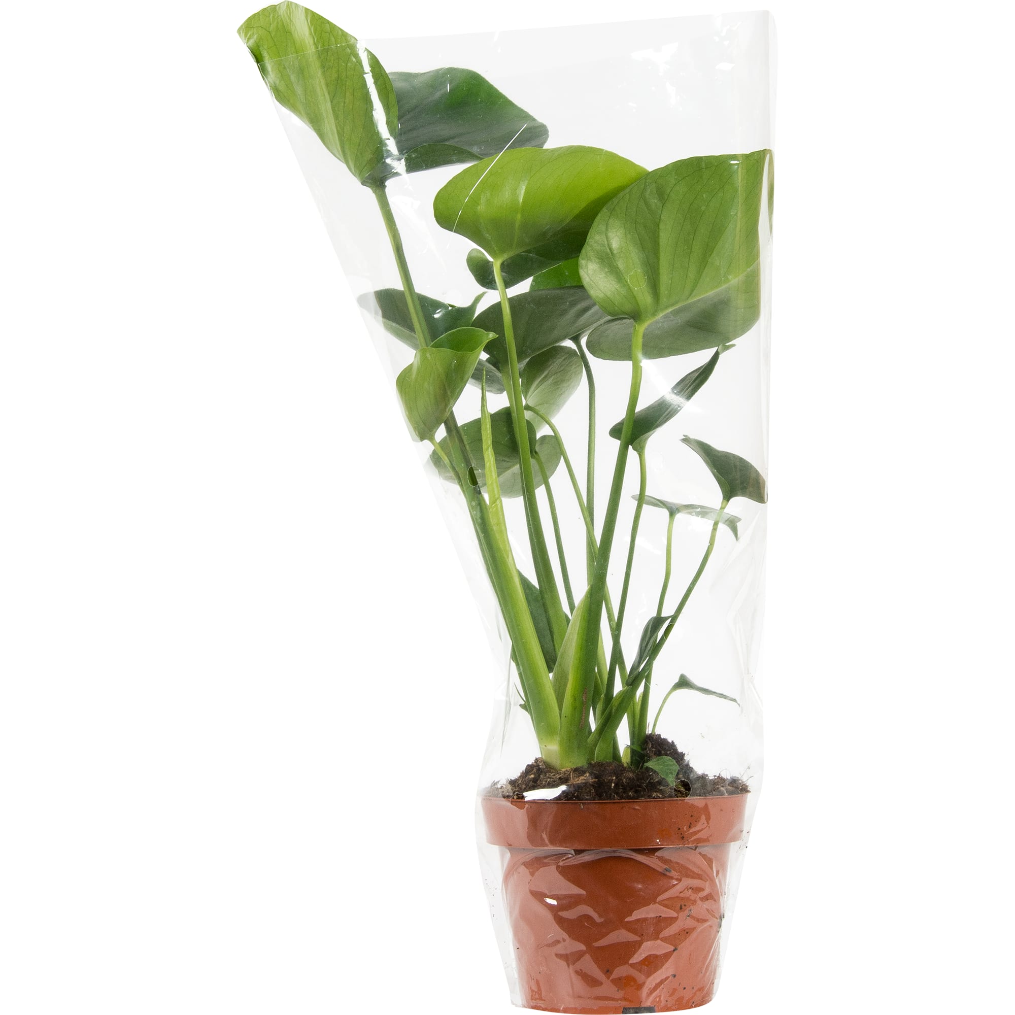 14750515 Монстера 14х50 см Santreyd  - Вид №3