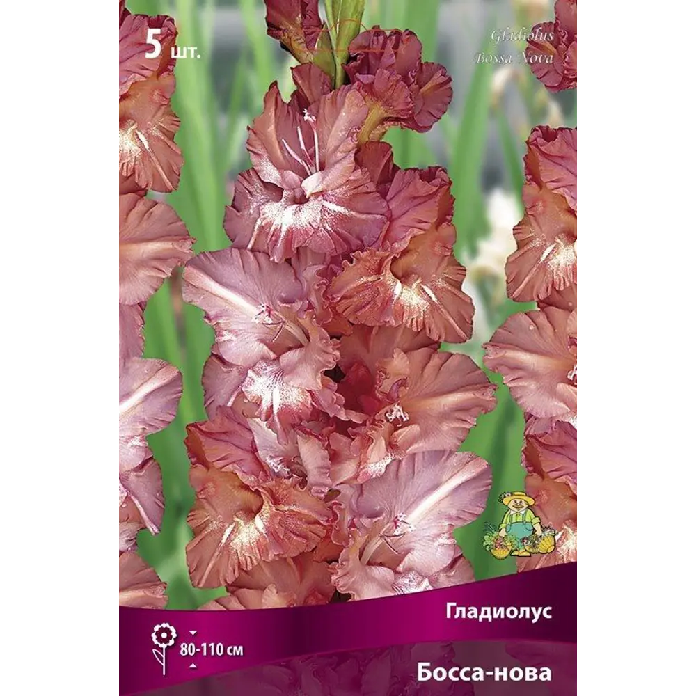 Гладиолус крупноцветковый Босса-нова, 5 шт ПОИСК STLM-2106989