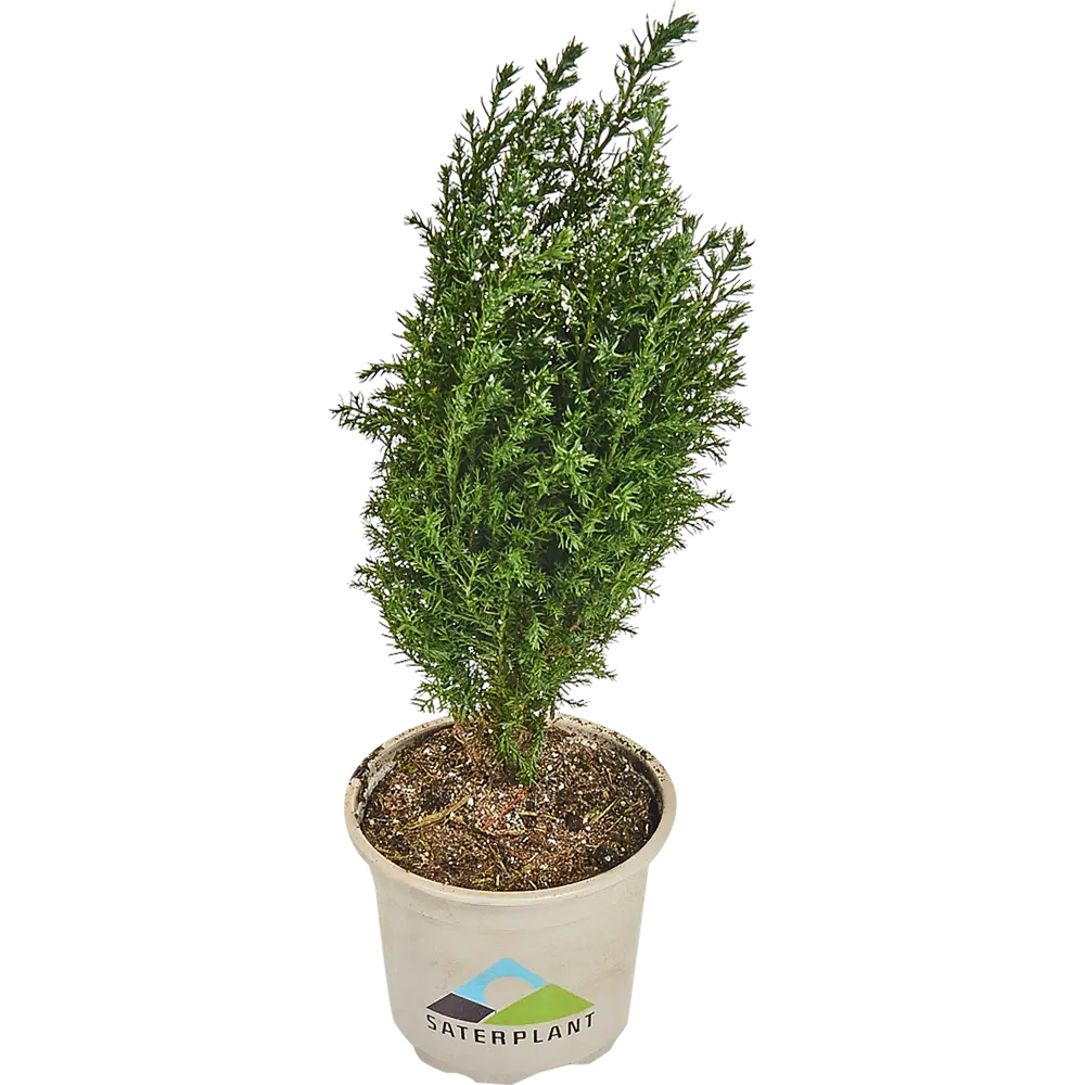 Кипарисовик Элвуди 9x30-35 см, праздничная упаковка Santreyd STLM-2008410 - Вид №1