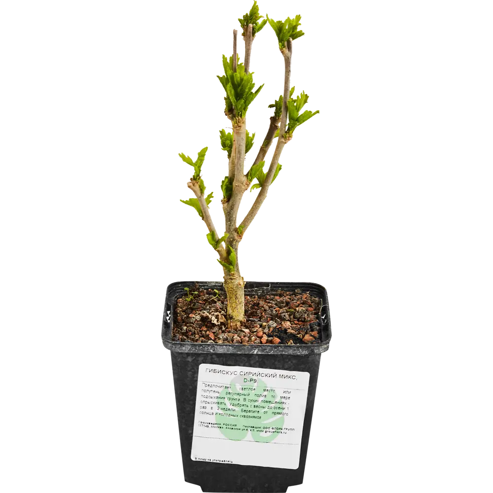 Гибискус сирийский Santreyd - роскошный цветущий кустарник для сада 87718516 STLM-0075273