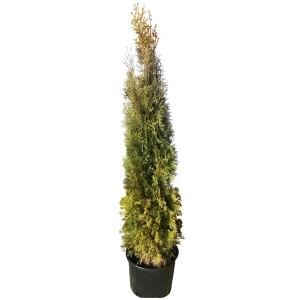 Туя западная Пирамидалис h200 см