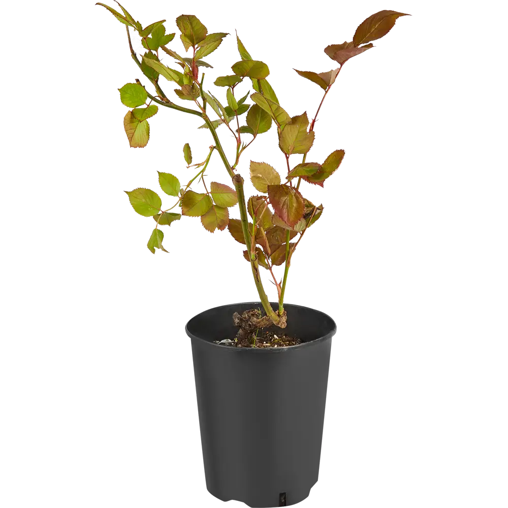Роза чайно-гибридная Блэк Баккара ø19 h55 см 84827538 STLM-2165907 PLANTMARKET  - Вид №2