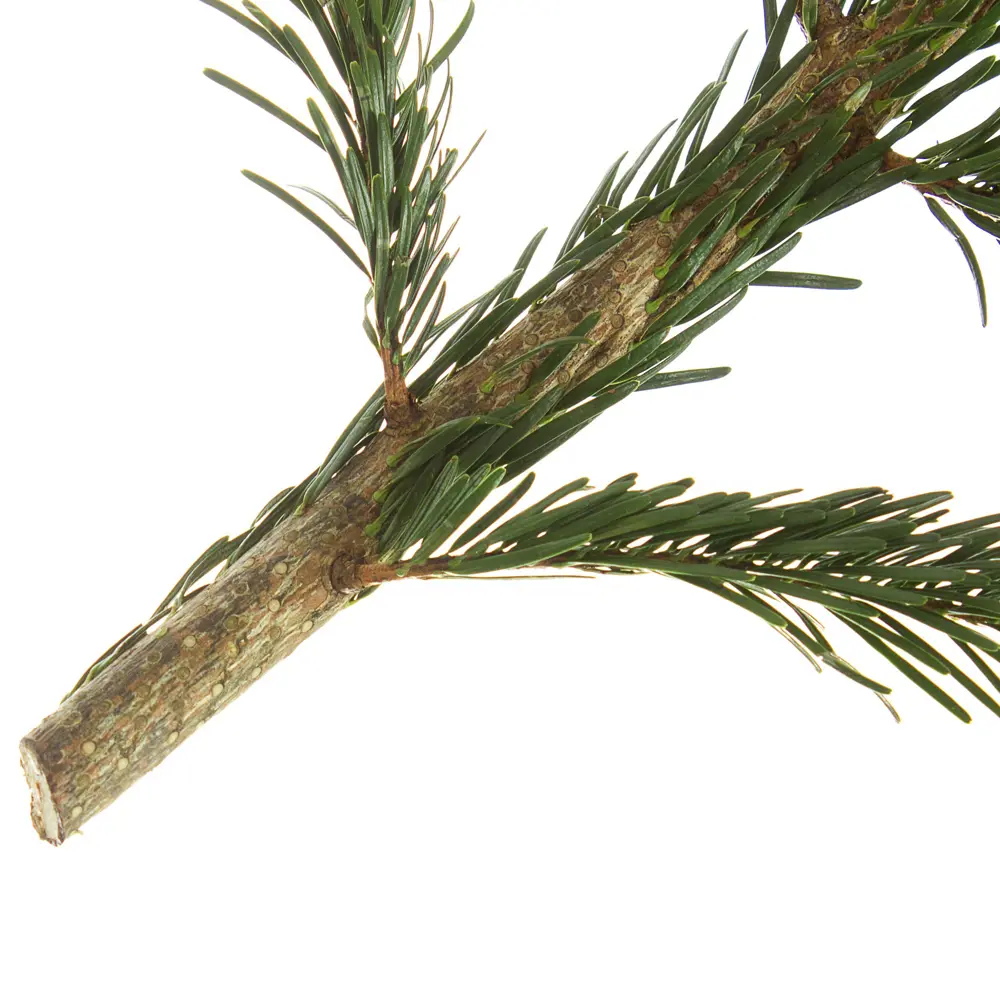 Лапник пихты «Нордмана», 100 см Santreyd STLM-2063393 - Вид №2