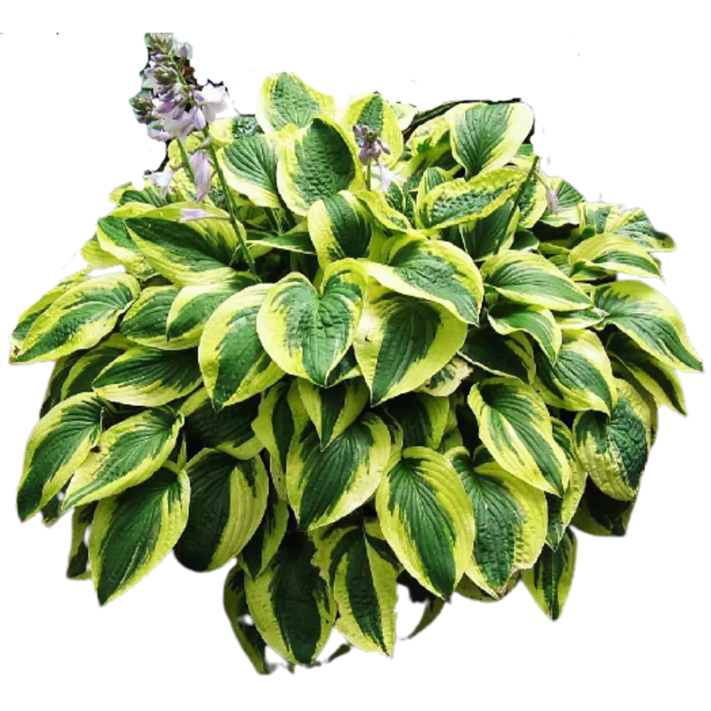 Хоста Брим Кап ø15 h40 см 84832078 STLM-2208770 PLANTMARKET 