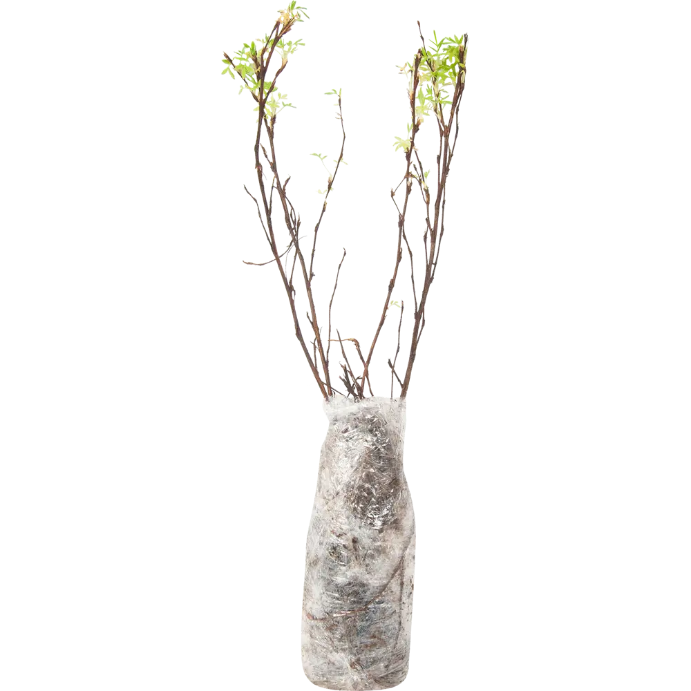 Лапчатка кустарниковый Трифорд Крим в тубе BLOOMING LIFE STLM-2159198 - Вид №1