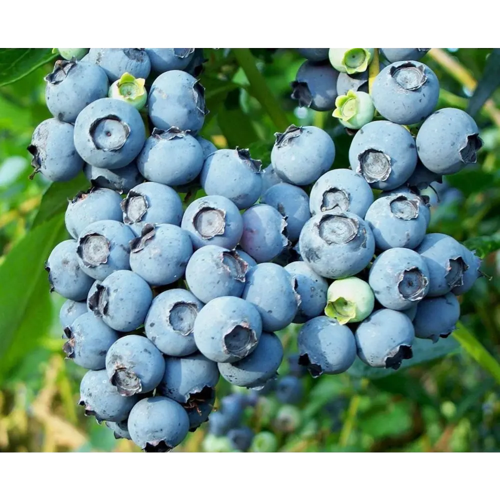 Голубика Элизабет ø10 h15 см 84834895 STLM-2184904 PLANTMARKET 