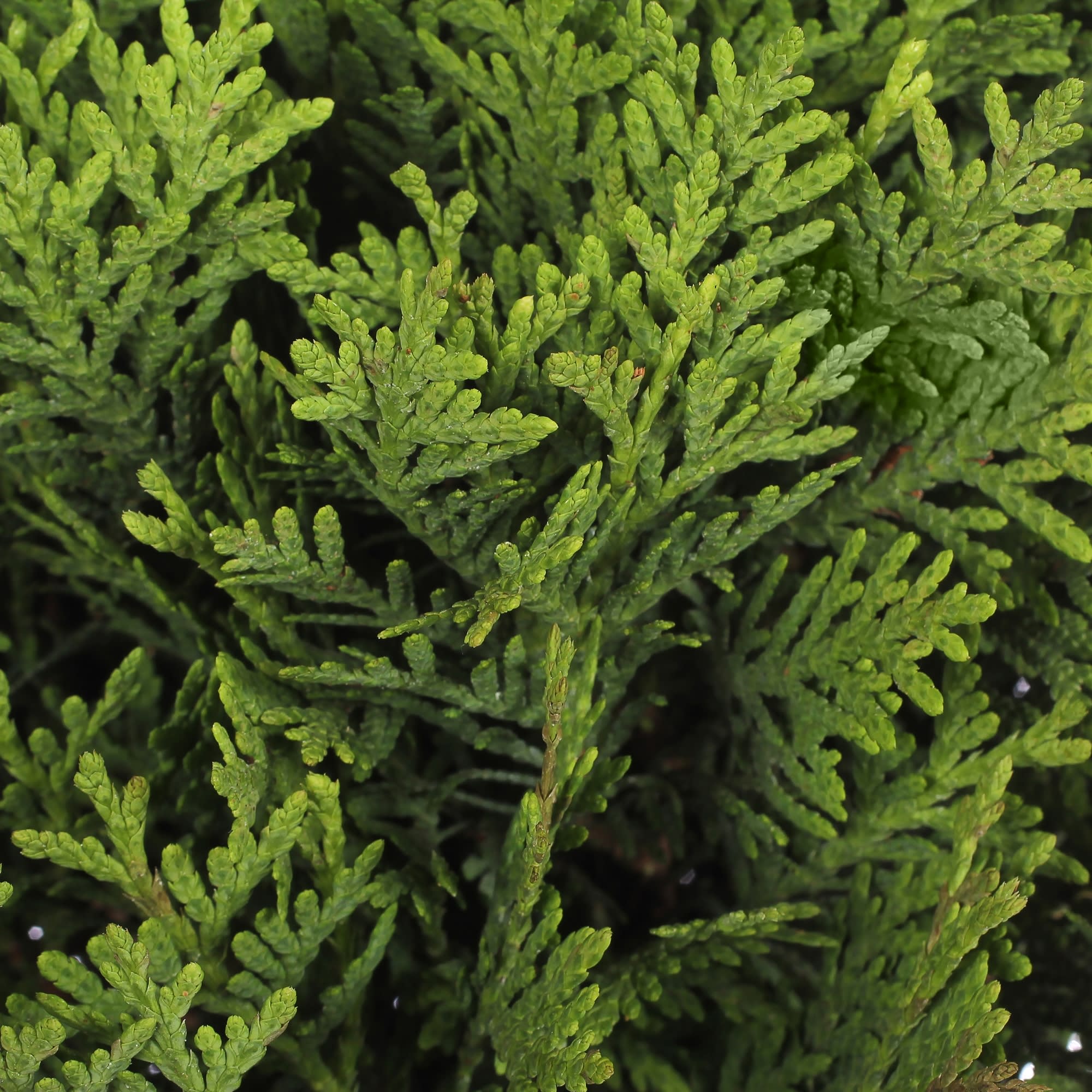 81966558 Туя западная даника С5 Santreyd  - Вид №1