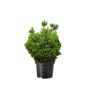 Ель сербская Нана ø40 h88 см