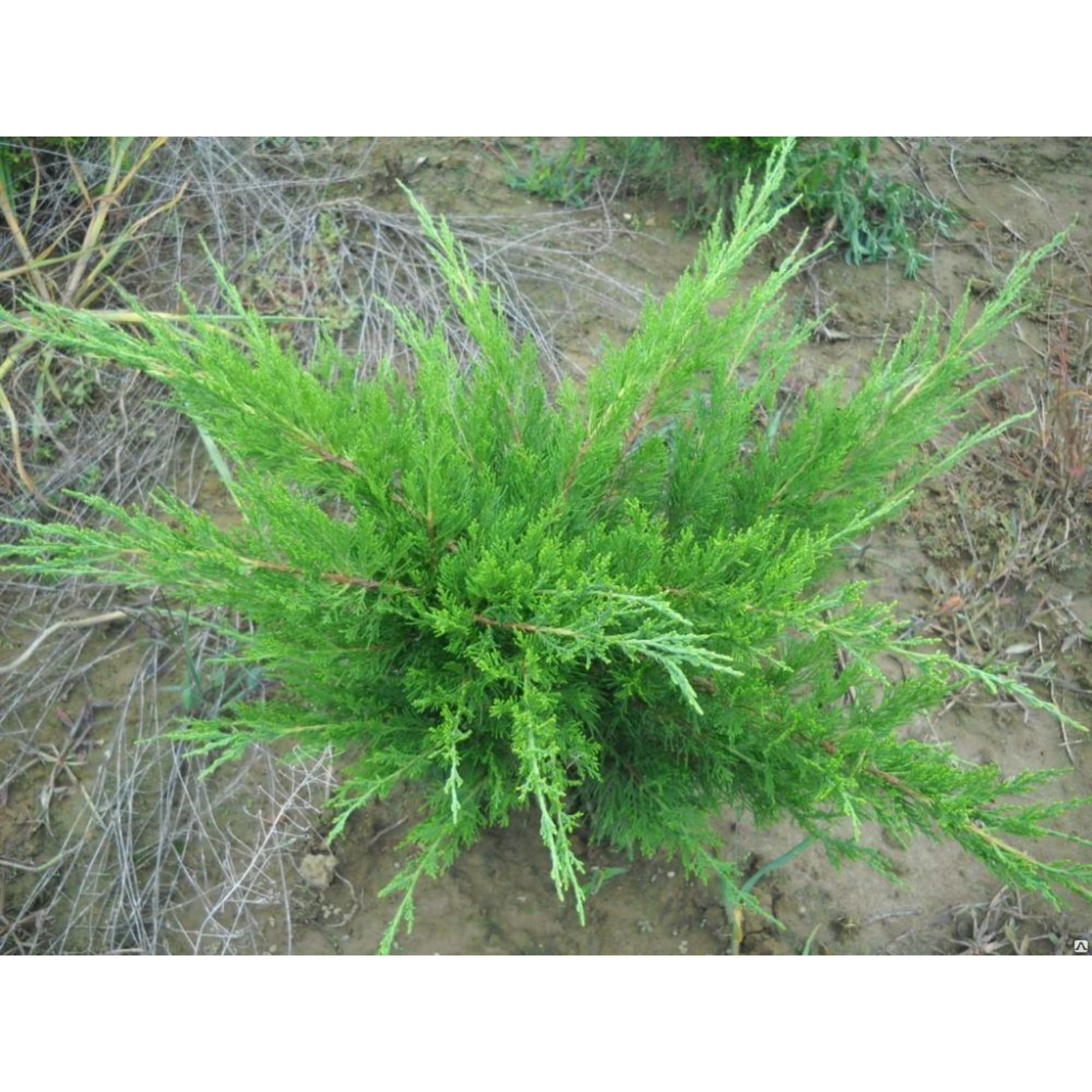 82176365 Можжевельник средний «Минт Джулеп» 5-7.5 л 40-60 см Santreyd  - Вид №2