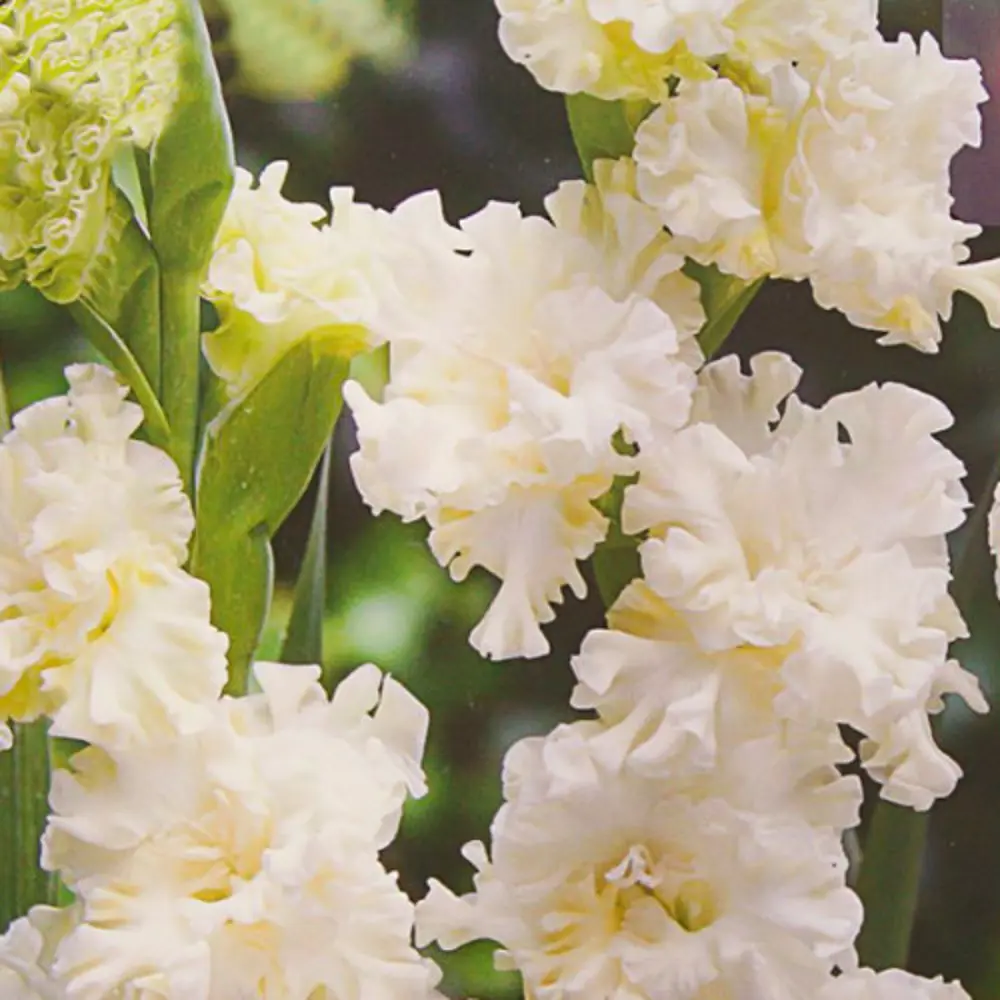 Гладиолус крупноцветковый Калуга 7 шт BLOOMING LIFE STLM-2102478