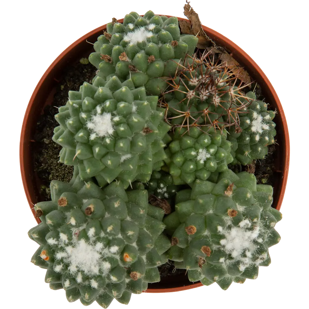 Кактус мамиллярия микс d8.5 82580037 STLM-2160761 Santreyd  - Вид №1