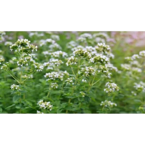 Душица обыкновенная Вайт - корневище для сада 89408096