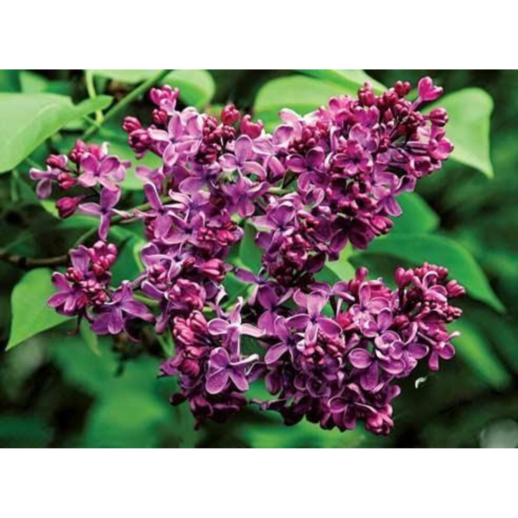 82176153 Сирень обык «Кремлевские Куранты» P9 Santreyd  - Вид №3