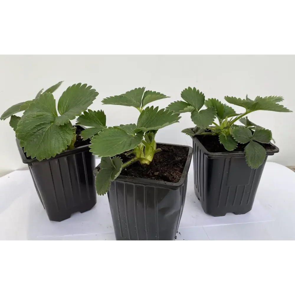 Santreyd Земляника Эви-2: ремонтантный сорт с непрерывным плодоношением 89366458 STLM-0952161