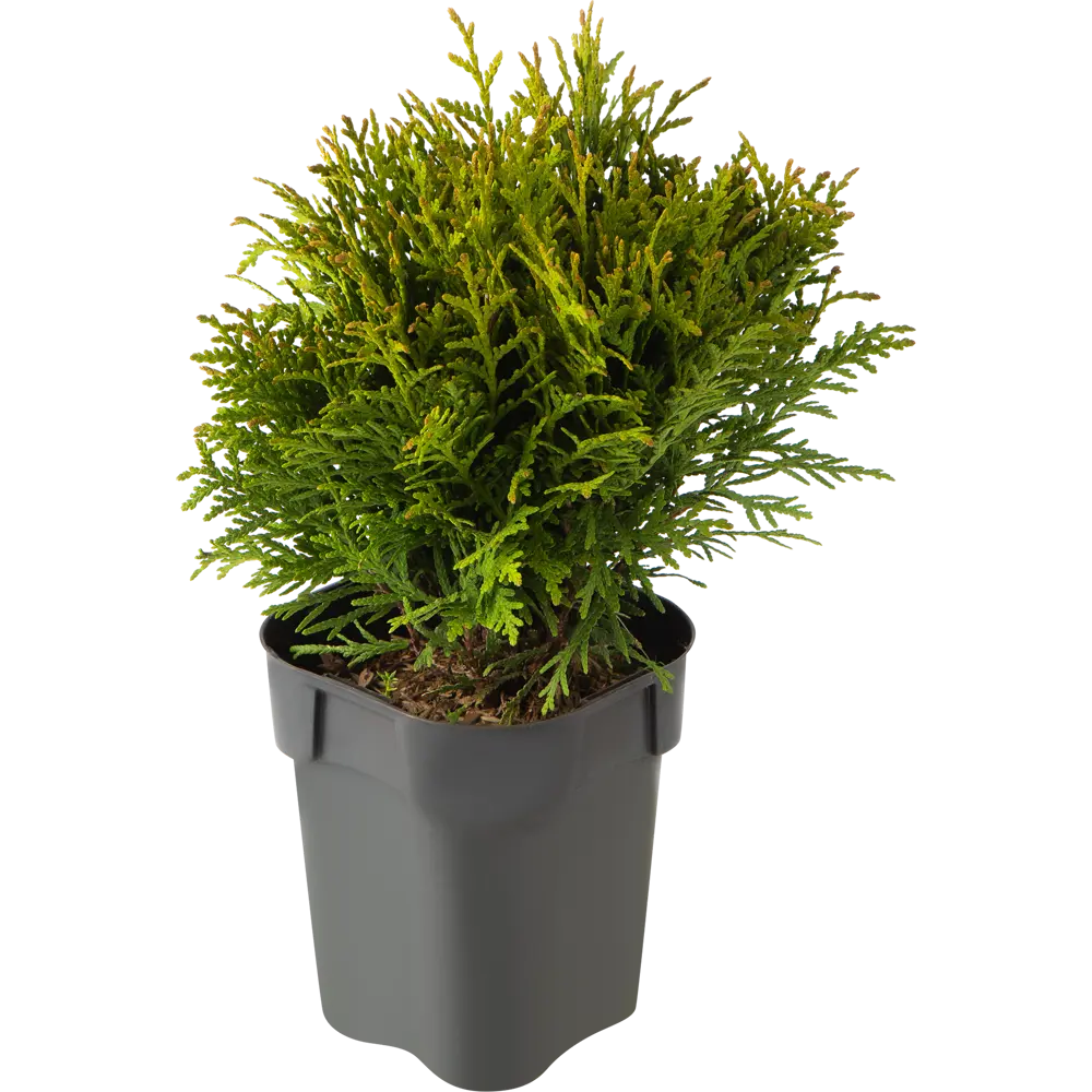 Туя западная «Даника» 13x15 см 82621059 STLM-2020597 Santreyd 