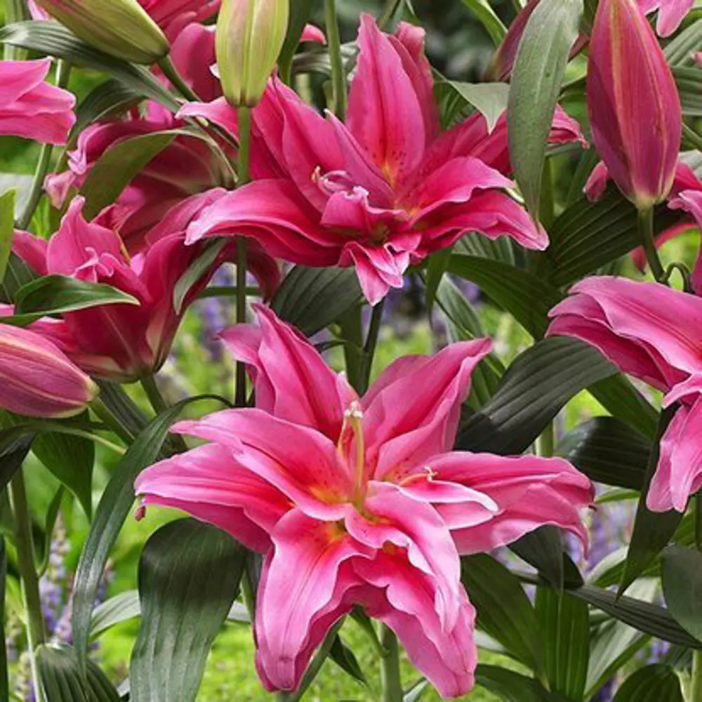 Лилия восточная махровая Твайфорд 3 шт BLOOMING LIFE STLM-2112553