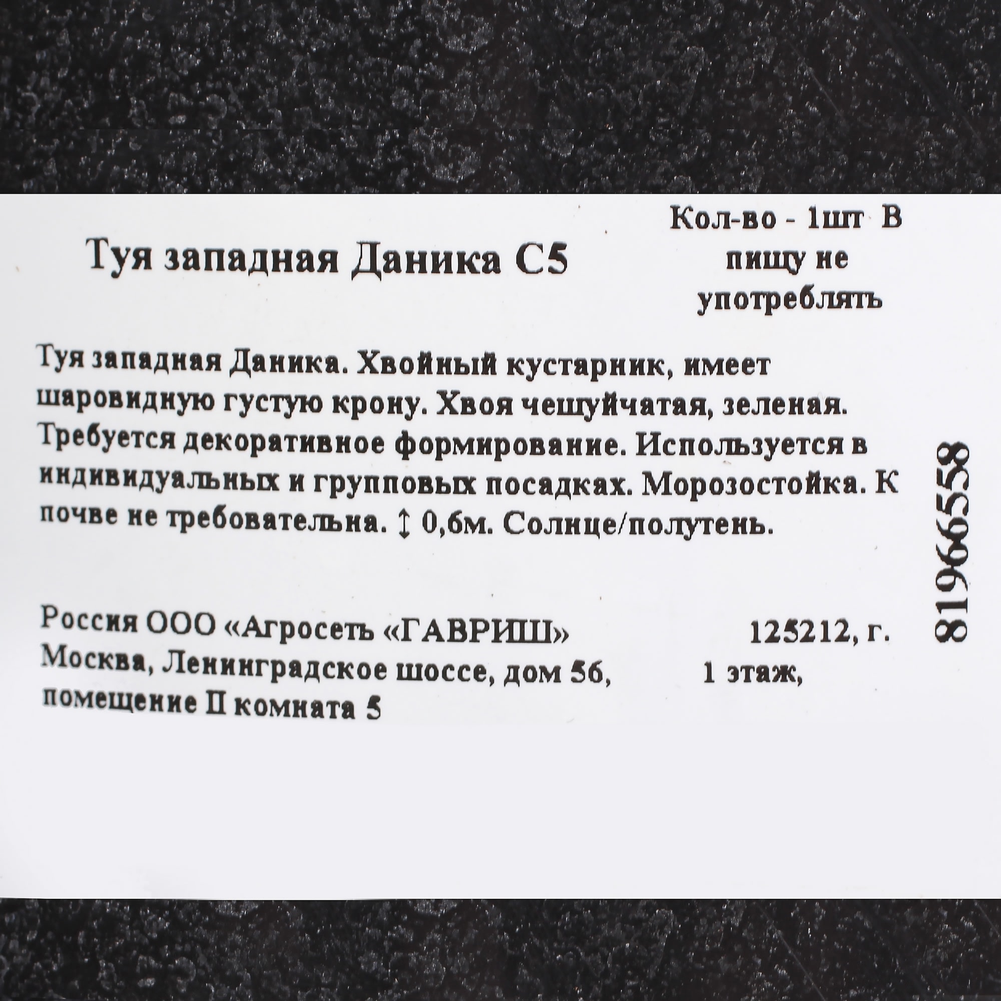 81966558 Туя западная даника С5 Santreyd  - Вид №2