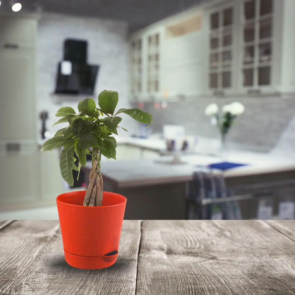 Santreyd Пахира Акватика — экзотическое дерево для статусного интерьера 14032396 STLM-0004207 - Вид №2