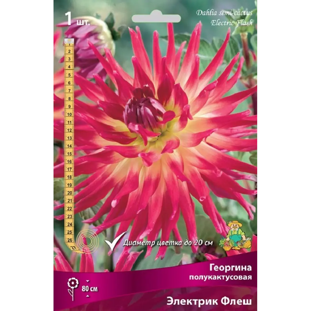 Георгина полукактусовая Электрик Флеш ПОИСК STLM-2099347