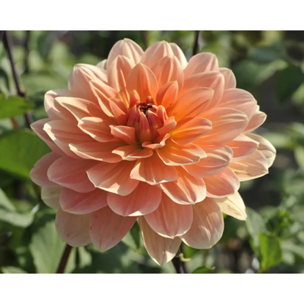 Георгина Эприкот Дезайя I, 1 шт BLOOMING LIFE STLM-2059640 - Вид №2