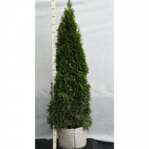 82676771 Туя западная «Смарагд» 60x160-180 см