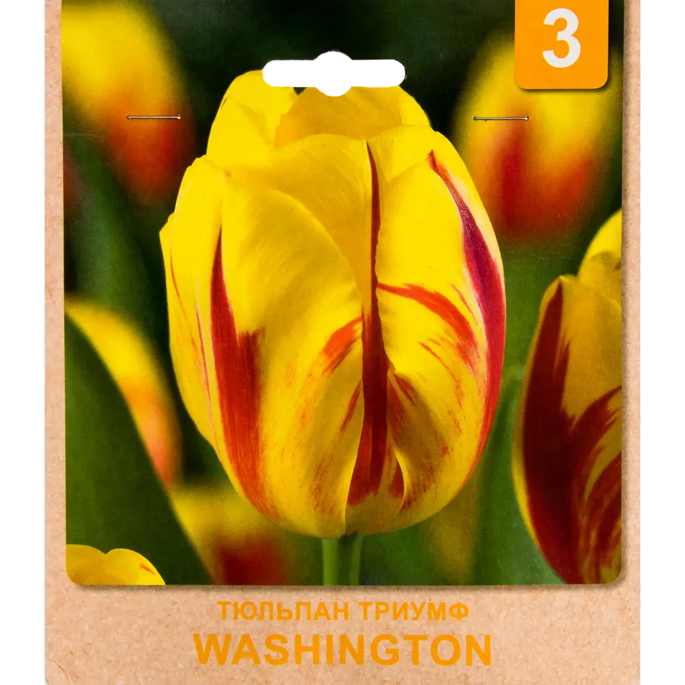 Тюльпан «Washington» размер луковицы 10/11, 3 шт Santreyd STLM-2150233