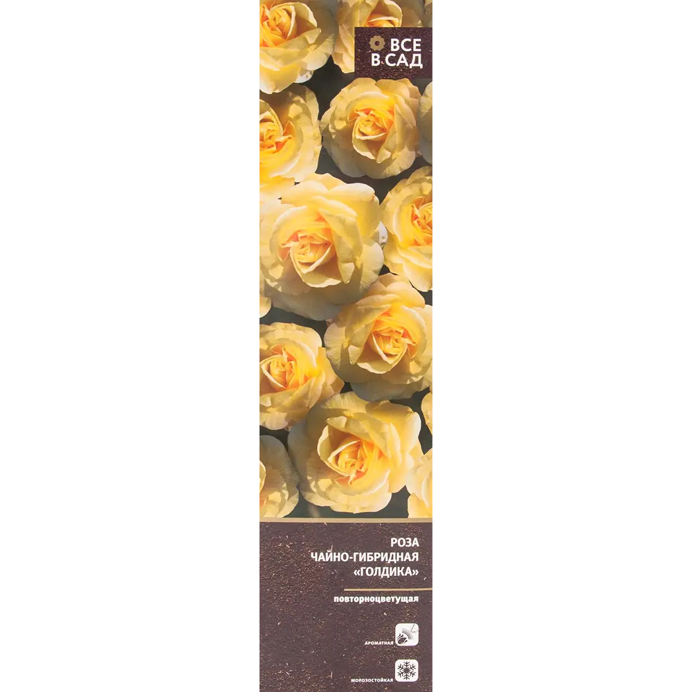 Роза чайно-гибридная Голдика в тубе ВСЕ В САД STLM-2137325