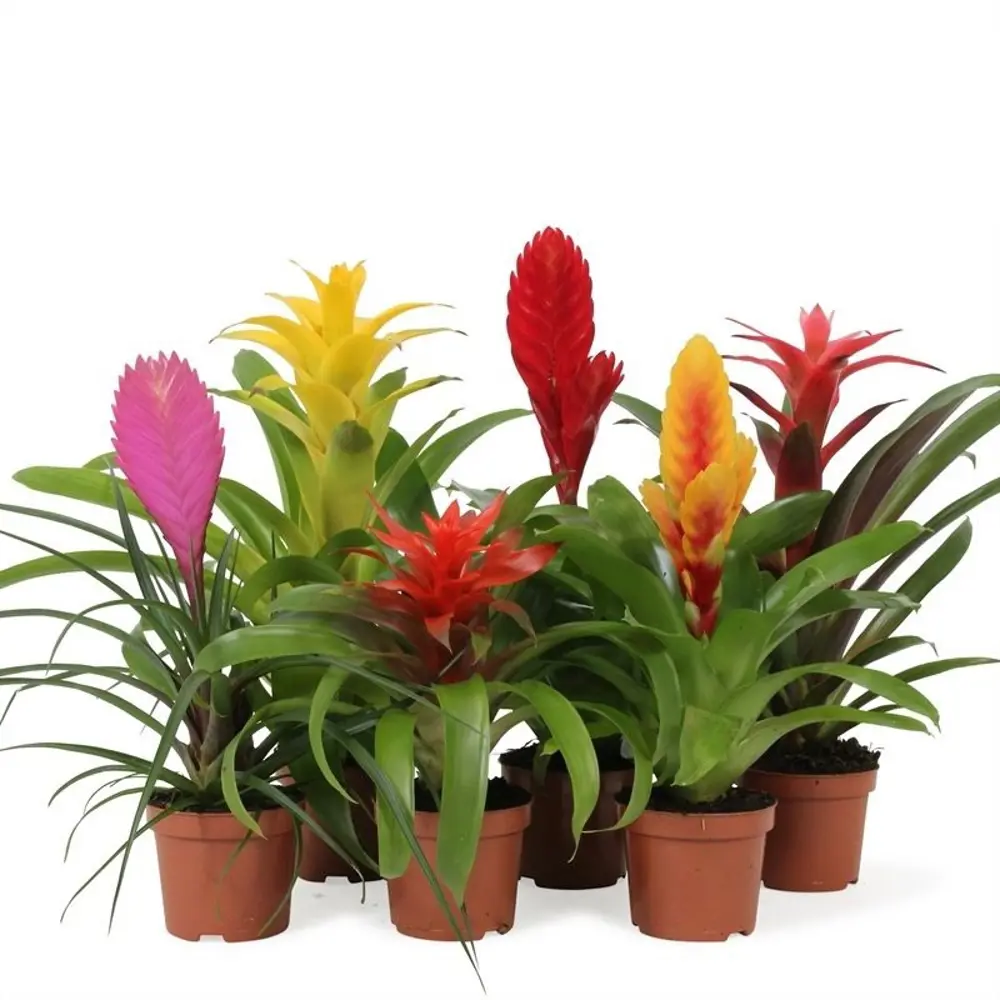 Бромелия Бэйсик микс - цветущее комнатное растение в горшке ø9 см 89434622 Santreyd STLM-1582689