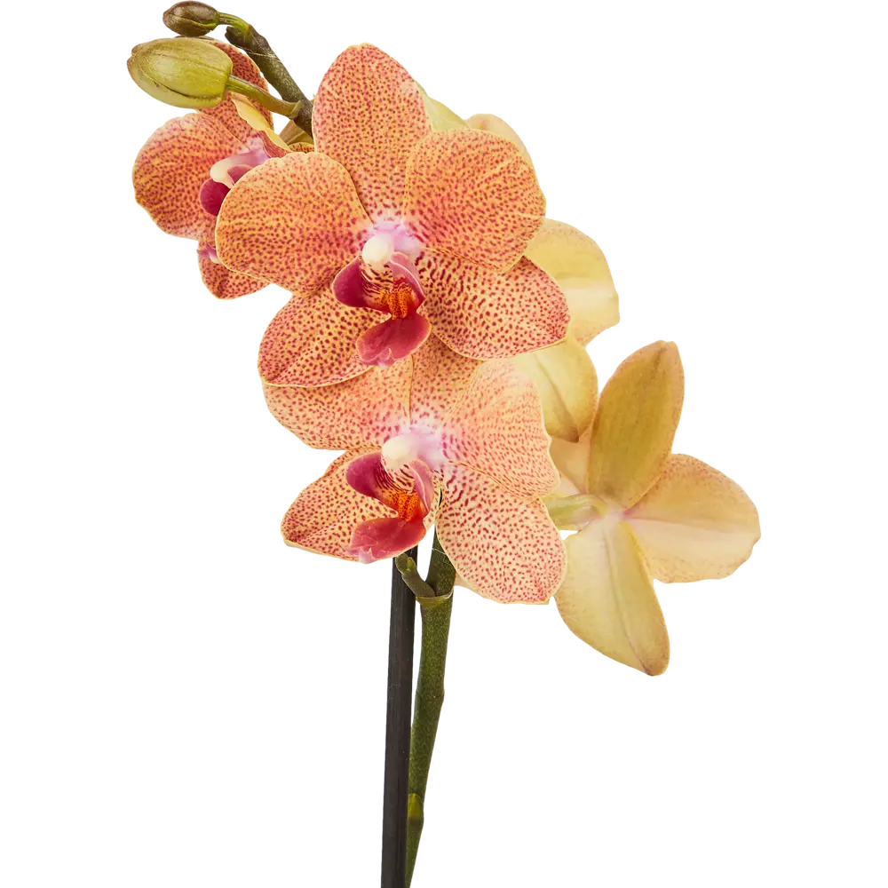 Santreyd Орхидея Фаленопсис микс - цветущая бабочка в вашем интерьере 85324974 STLM-0061535 - Вид №5