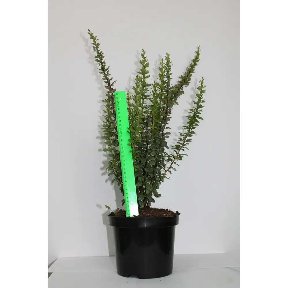 Барбарис, микс, 20-30х10 см, P9 ГАВРИШ STLM-2085258 - Вид №13