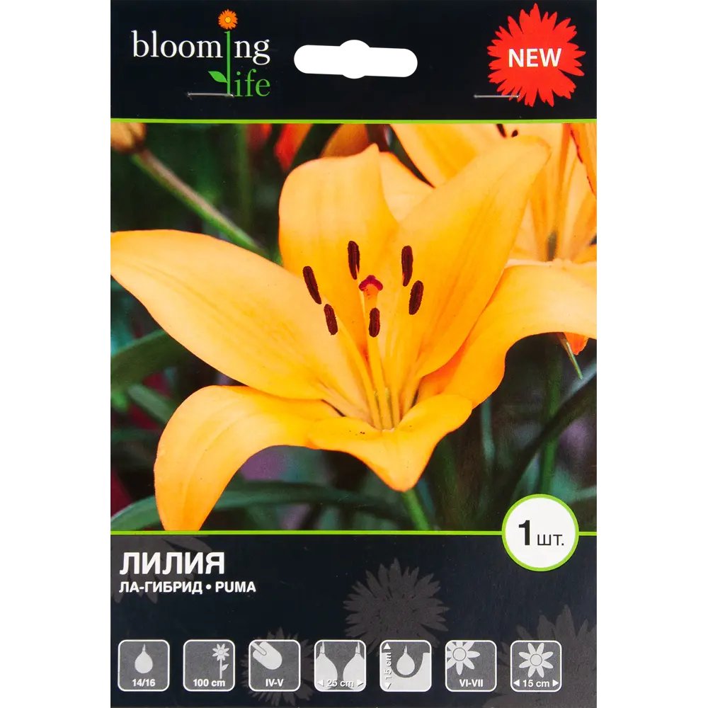 Лилия «Пума» BLOOMING LIFE STLM-2098136