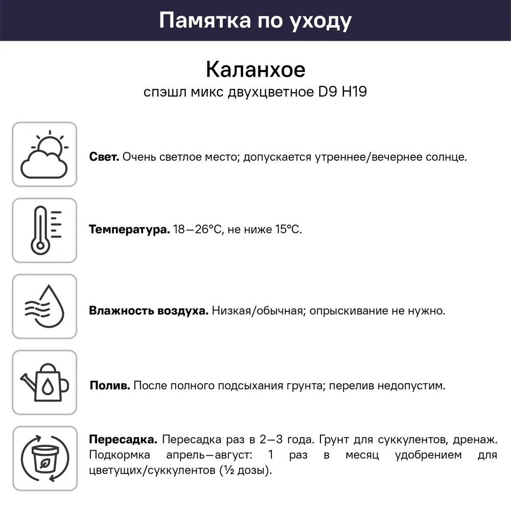 Каланхое Спэшл двухцветное микс ø9 h19 см 89434556 STLM-2196228 Santreyd  - Вид №4