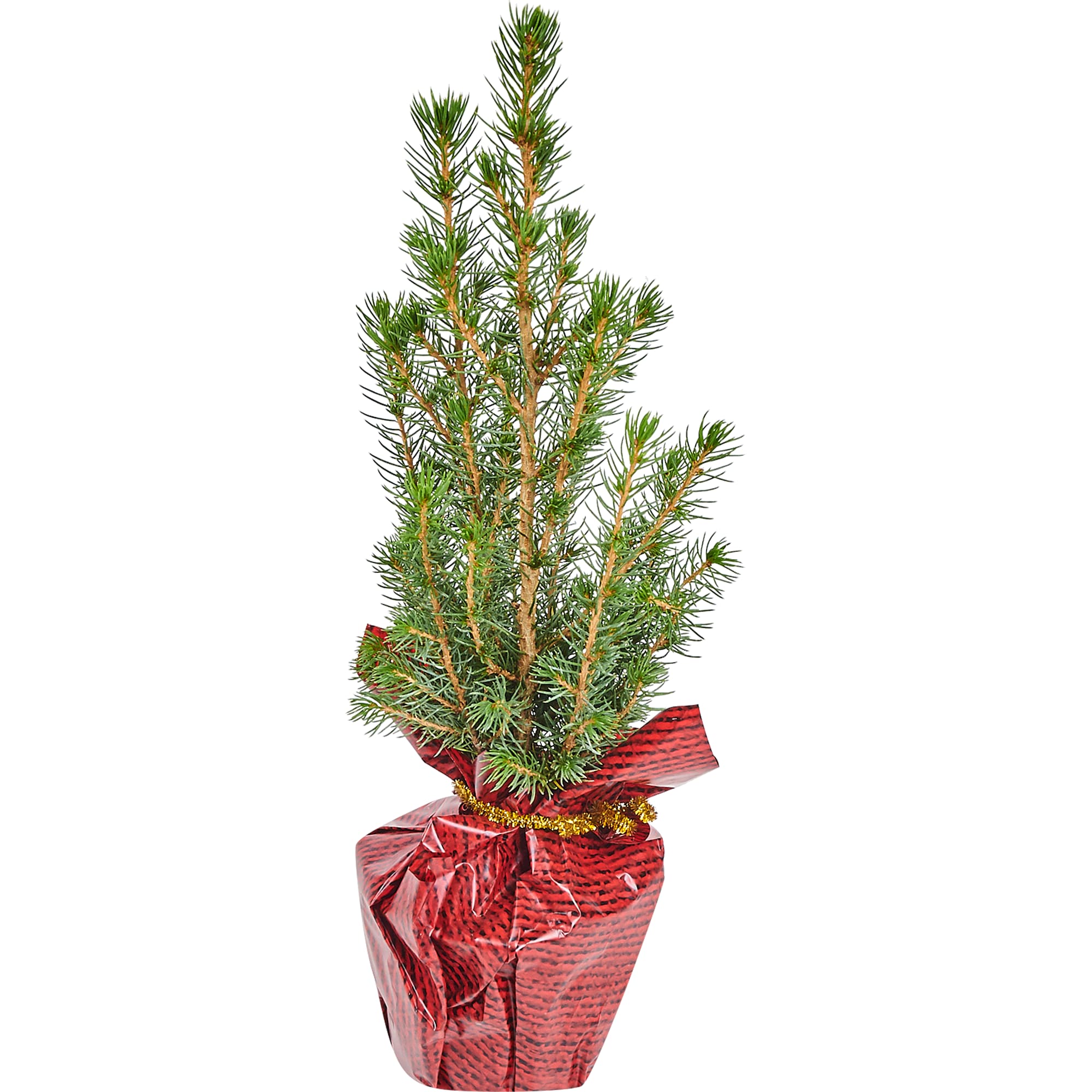 81929473 Ели Глауконика d9 h50, джут Santreyd 